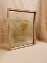 Load image into Gallery viewer, Golden Ginkgo in big wood color floating frame (with or without Indian Fabric)