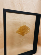 Load image into Gallery viewer, Golden Ginkgo in big black floating frame (with or without Indian Fabric)